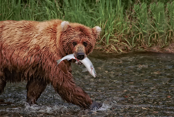 Bear Walking with Salmon