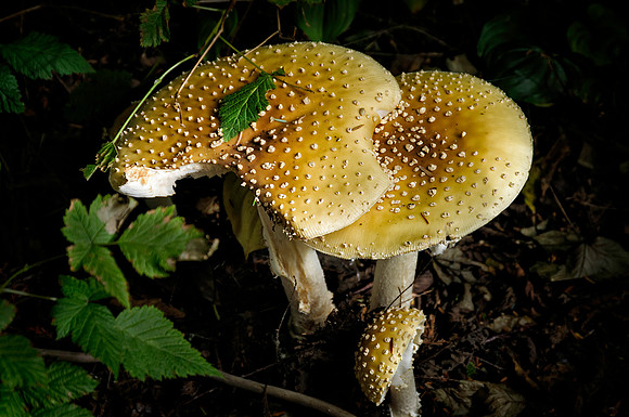 Wild Fungi, Alaska
