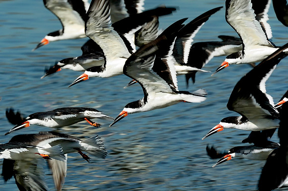 Skimmer flock