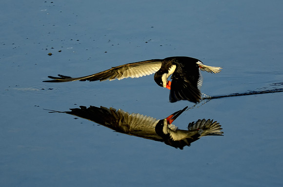 Black Skimmer skimming reflection
