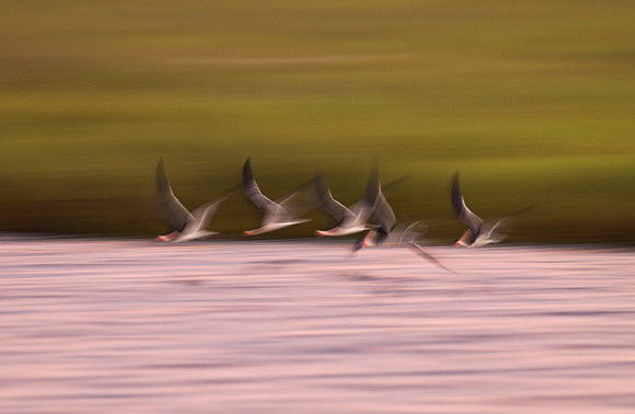 Black Skimmer Blurr