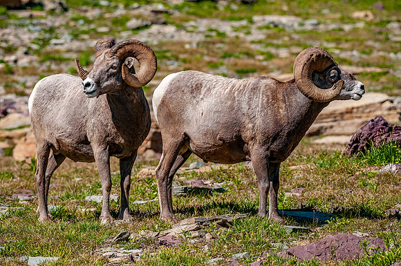 2 Bighorn Rams