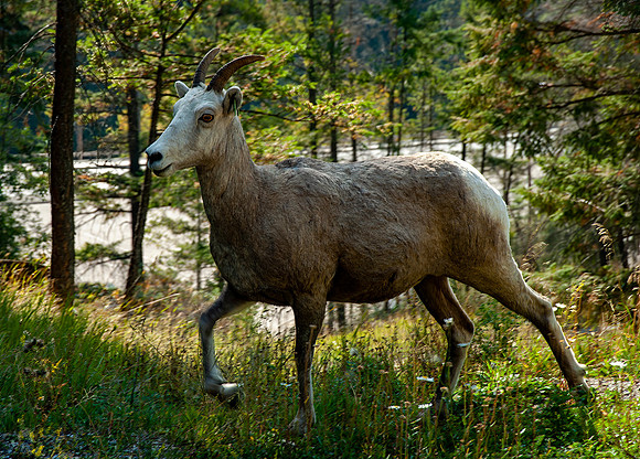 Ewe (Female) Bighorn Sheep