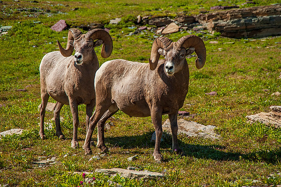 Pair of Bighorn Rams