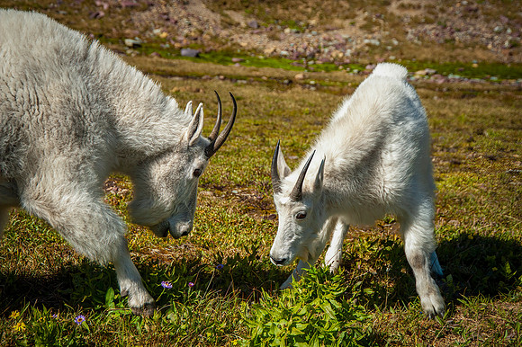 Rocky Mountaon Goat with Kid