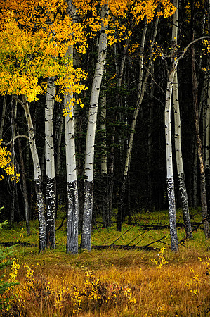 Populars turning color, Alberta, Canada