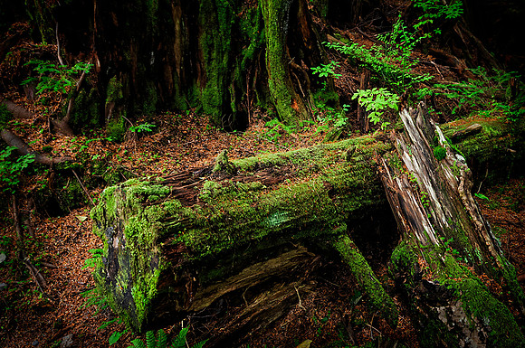 Moss covered log, outside Juneau, Alaska
