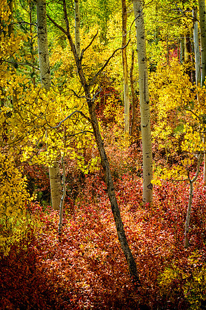 Aspens with red carpet, Mamouth Area, Ca