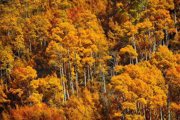 Aspen Grove, near South lake, Bishop, Ca