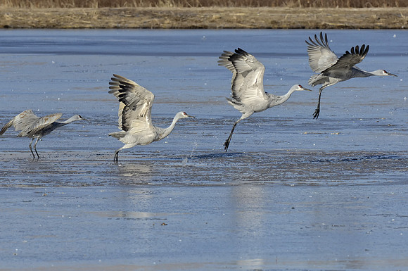 4 individual  Cranes in takeoff mode (not a composite)
