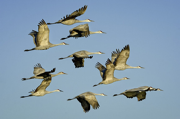 11 Cranes displaying all wing positions