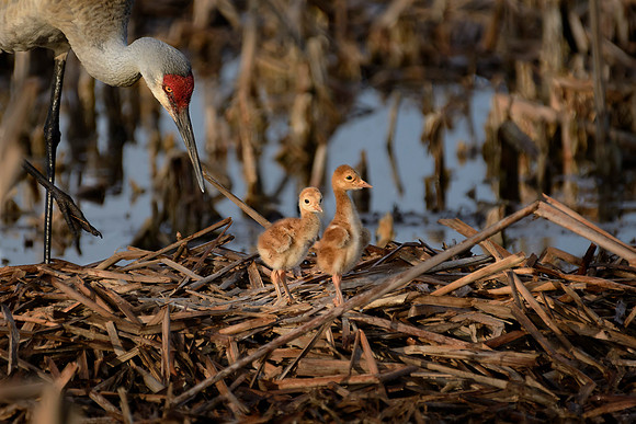 Sandhill Crane on nest with 3 day old Chicks