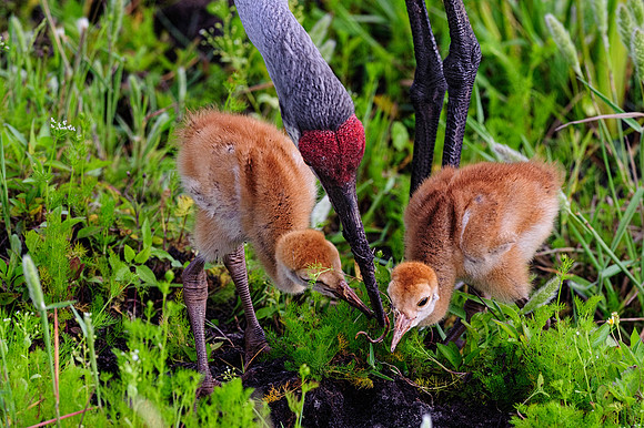 Sandhill Crane mother teaching chicks to dig for worms