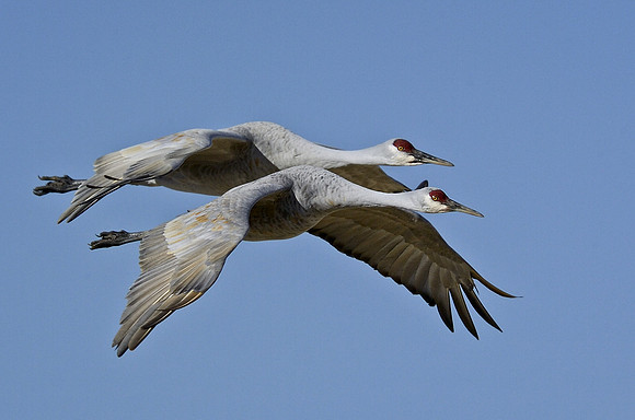 Flying close together