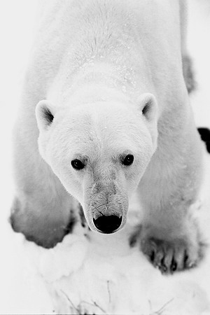 Polar Bear Big Foot
