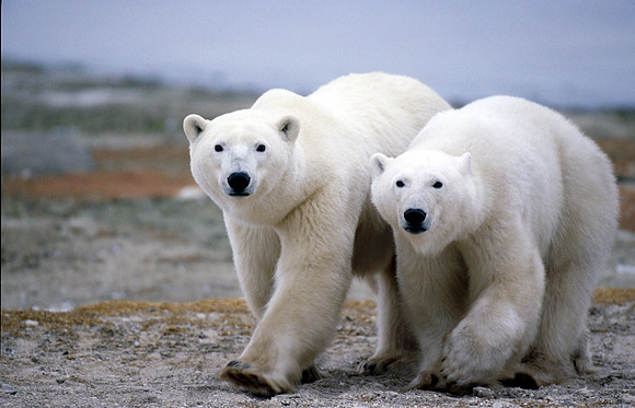 Mother with 3  year Cub