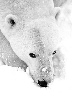 Polar Bear in Black and White