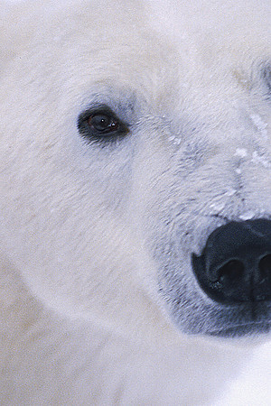 Polar Bear Portrait