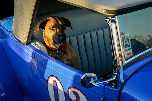 Riding Shotgun
