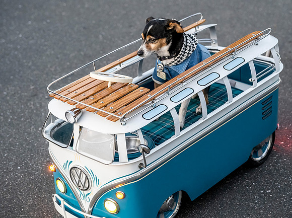 VW Dog