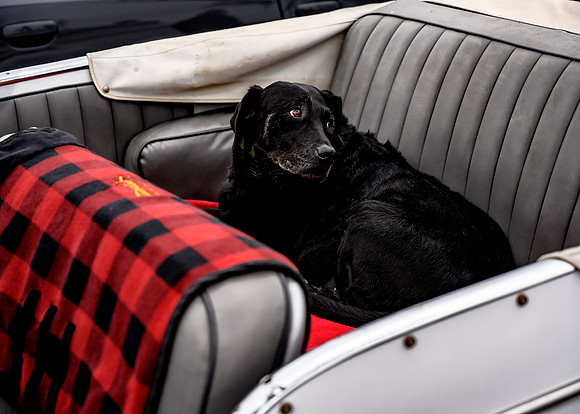 Man's best friend
