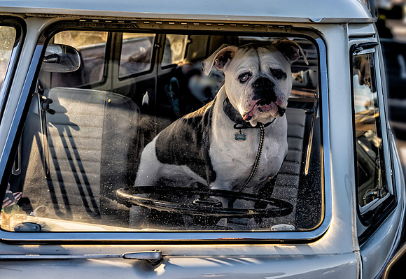 Am Staff in VW Bus