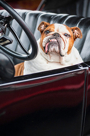 Bully Driver