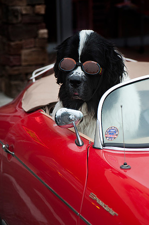 Porsche Speedster Dog
