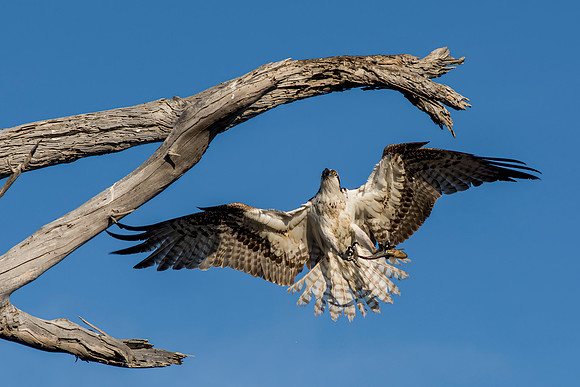 Osprey with Fish returning to perch
