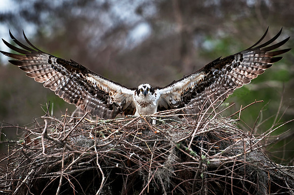 Osprey landing on nest