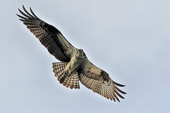 Flying Osprey