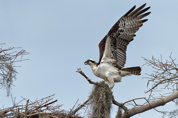 Osprey wings up