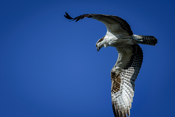 Osprey looking down for a fish