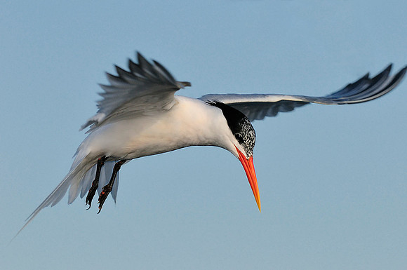Elegant Tern Hovering looking down for fish 2