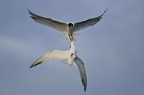 2 Elegant Terns fighting over air space
