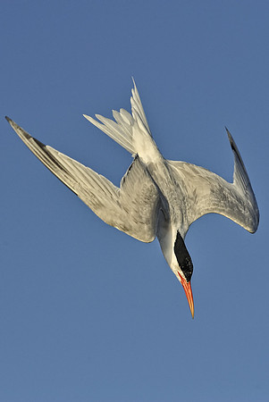 Elegant Tern Plunge Diving