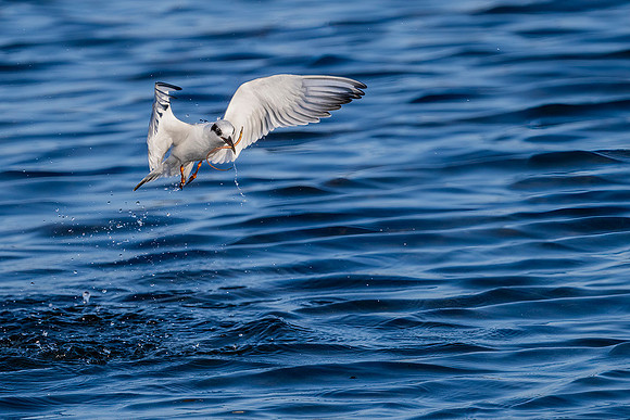 Forrester Tern catching a pipefish