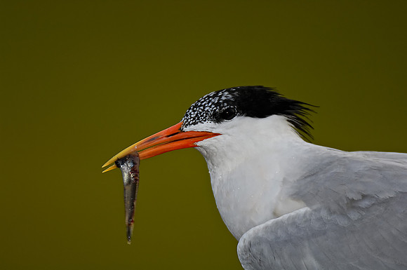 Elegant Tern with a fish