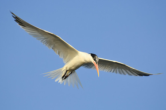Elegant Tern Hovering looking down for fish