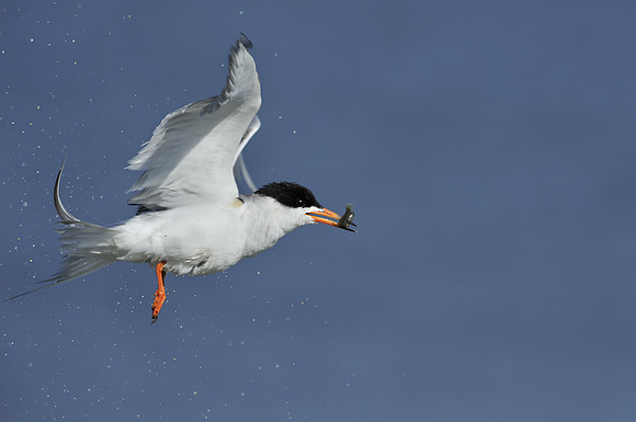Forrester's Tern shaking off water after catching a fish