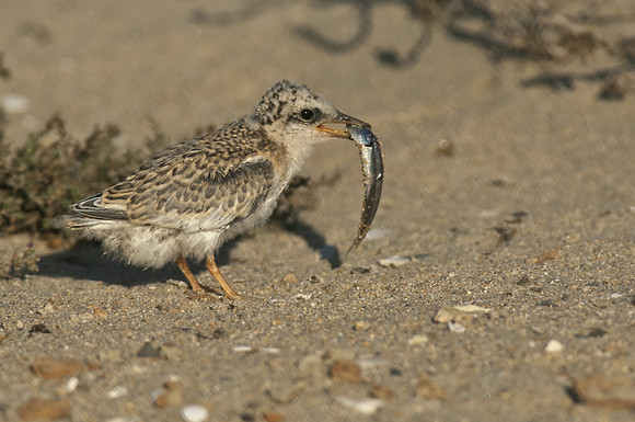Least Tern Chick with Fish