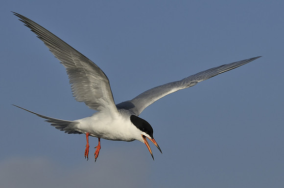 Forrester's Tern Hovering looking down for fish
