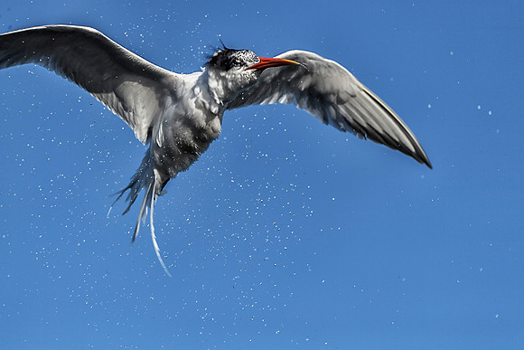 Elegant  Tern shaking off water after dive