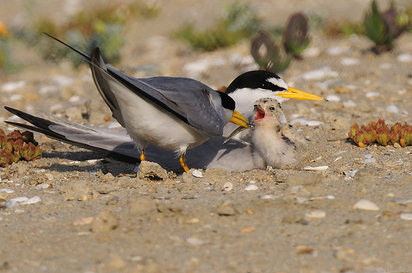 Least Terns feeding new Chick