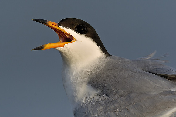 Forrester 's Tern squarking