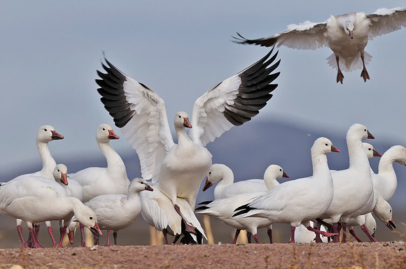 Snow Goose landing on the back of another