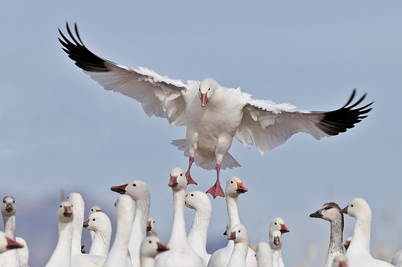 Snow Goose looking for a landing spot