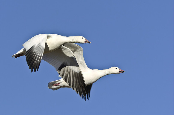 Pair of flying Snow Geese