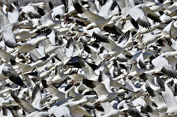 Rush Hour on Snow Goose Highway