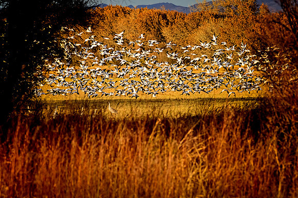 Late Afternoon Snow Geese Blast Off